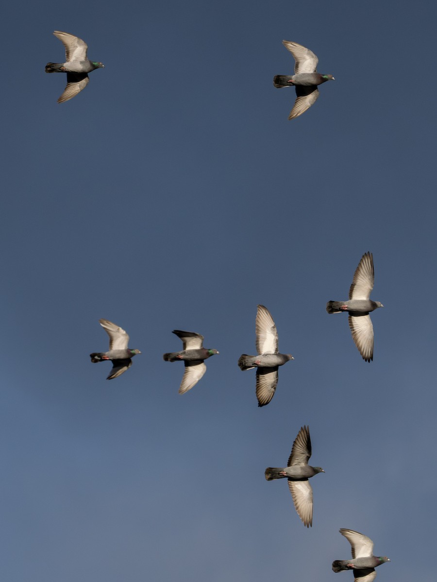 Rock Pigeon (Feral Pigeon) - ML646681521