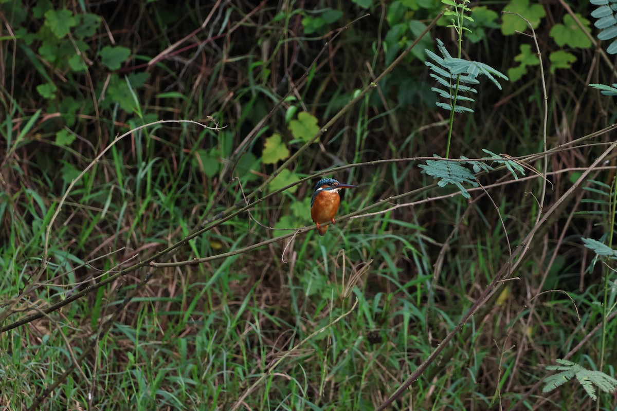 Зимородок - ML646681522