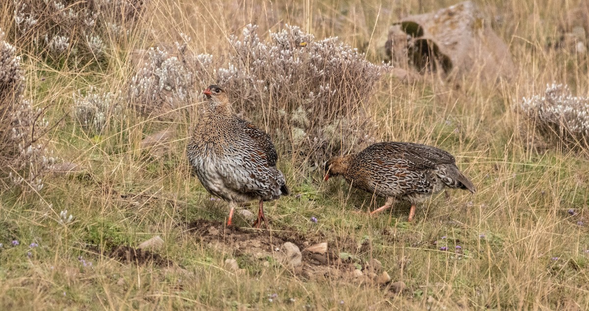 Kızıl Boyunlu Turaç - ML646681523