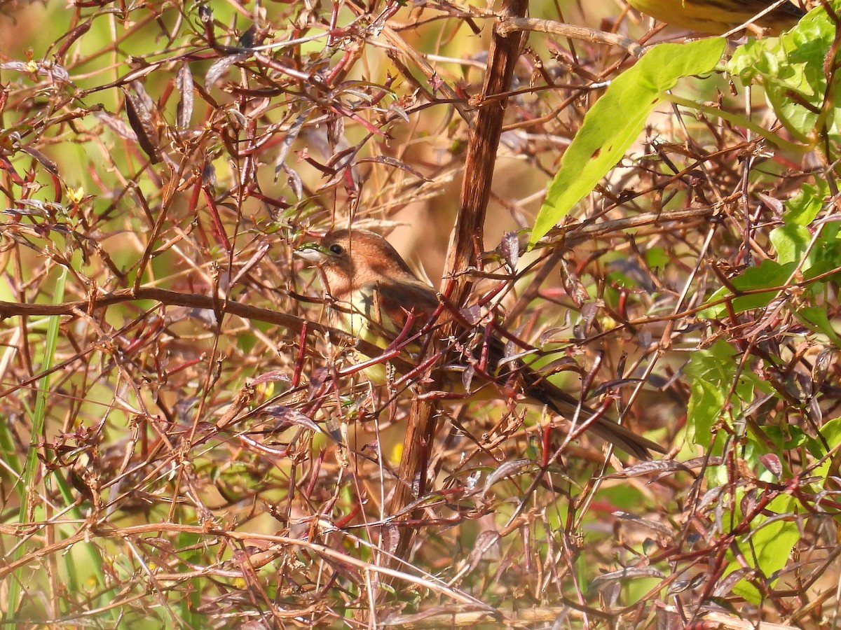 Вівсянка руда - ML646681525