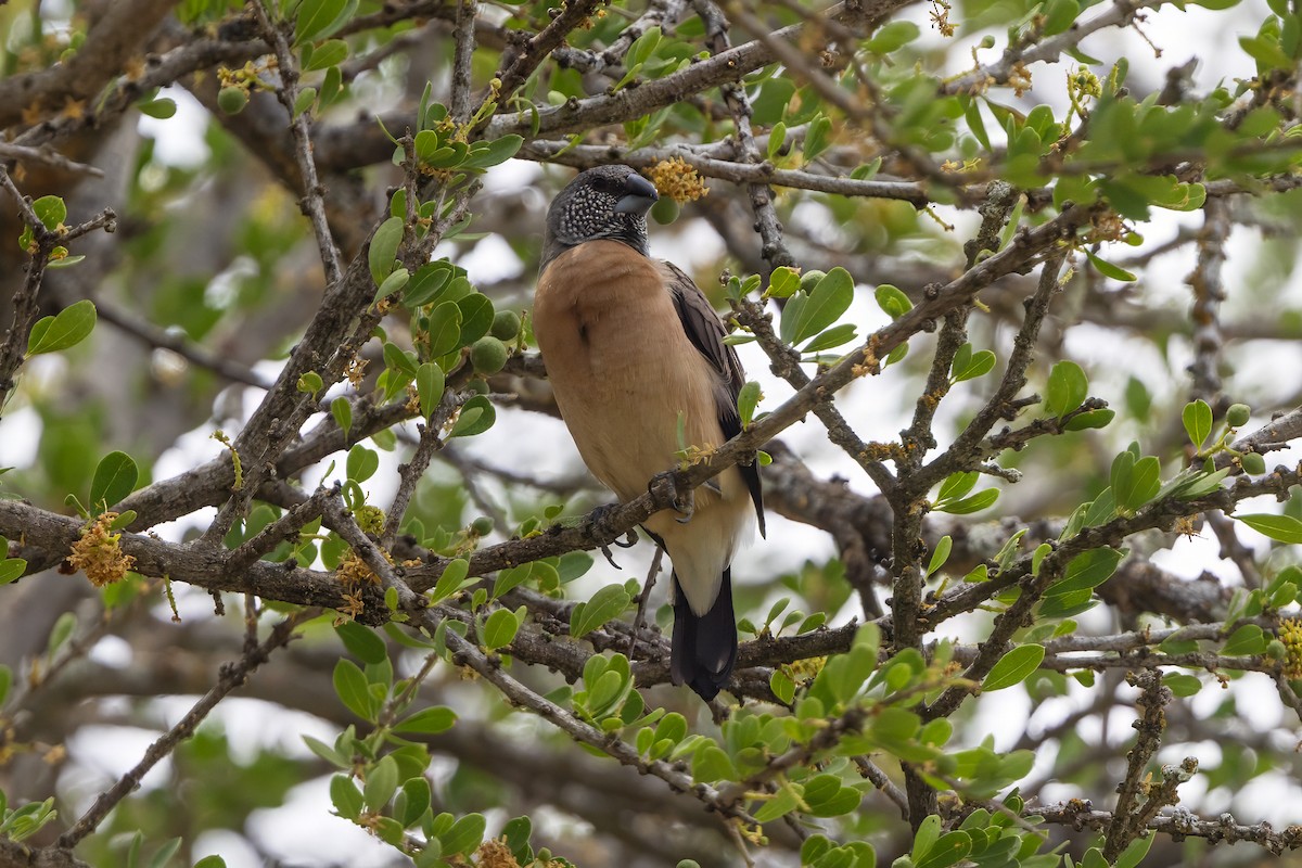 Gray-headed Silverbill - ML646681527