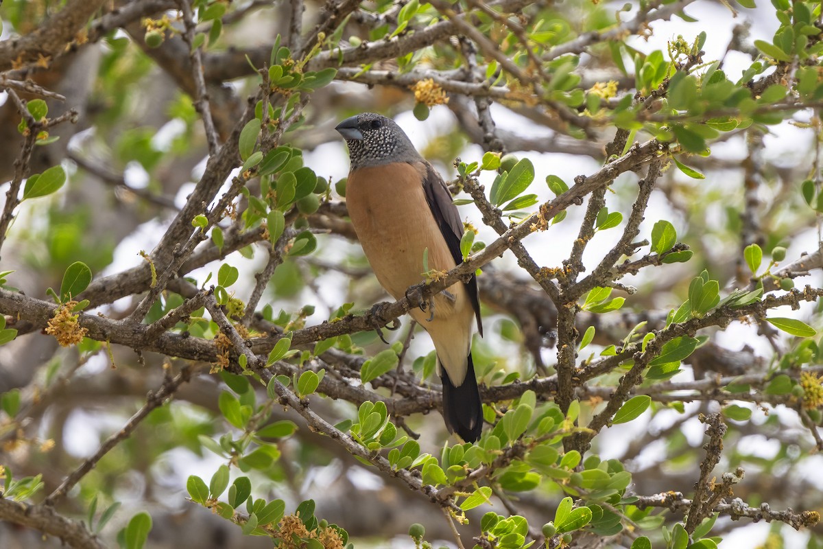 Gray-headed Silverbill - ML646681528