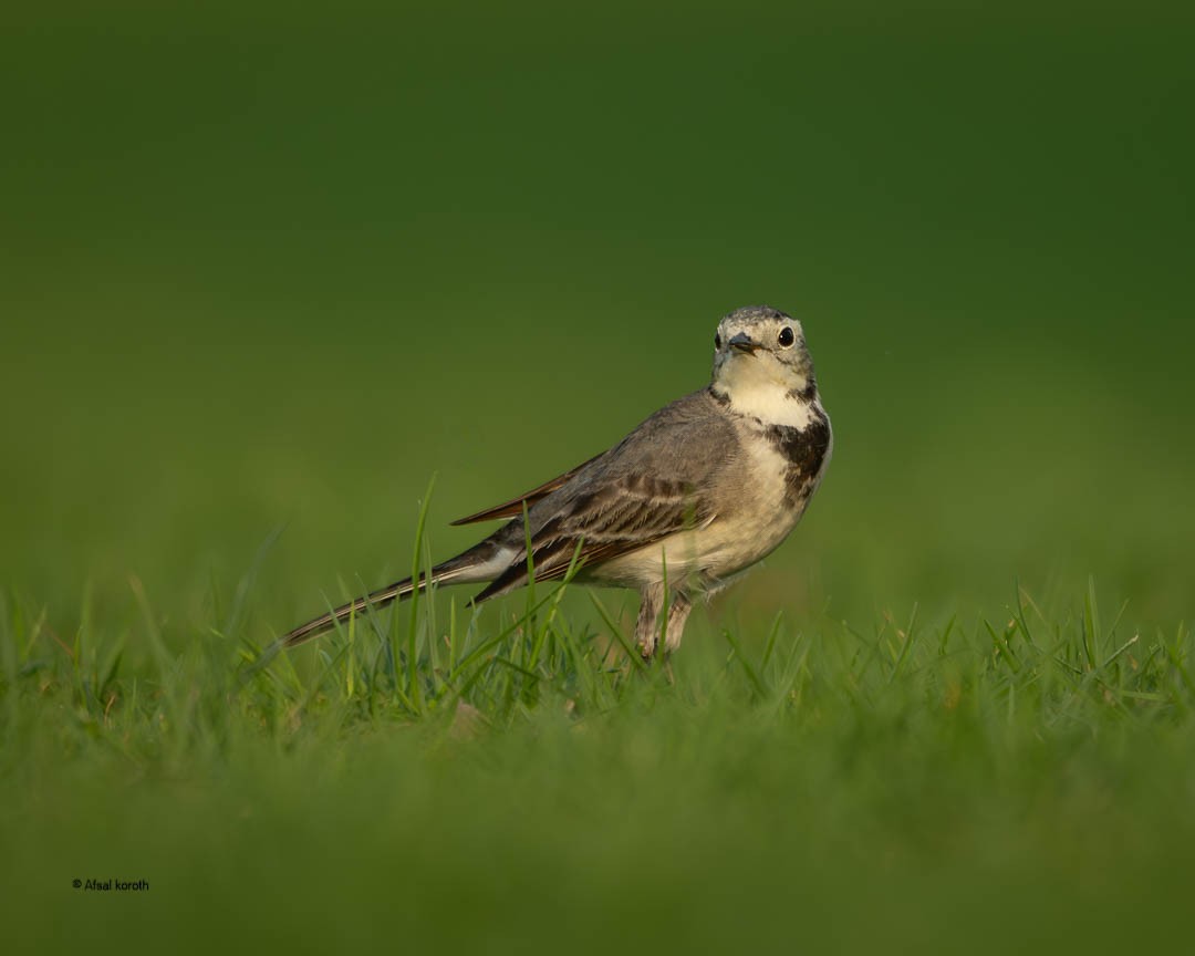 白鶺鴒 - ML646681529