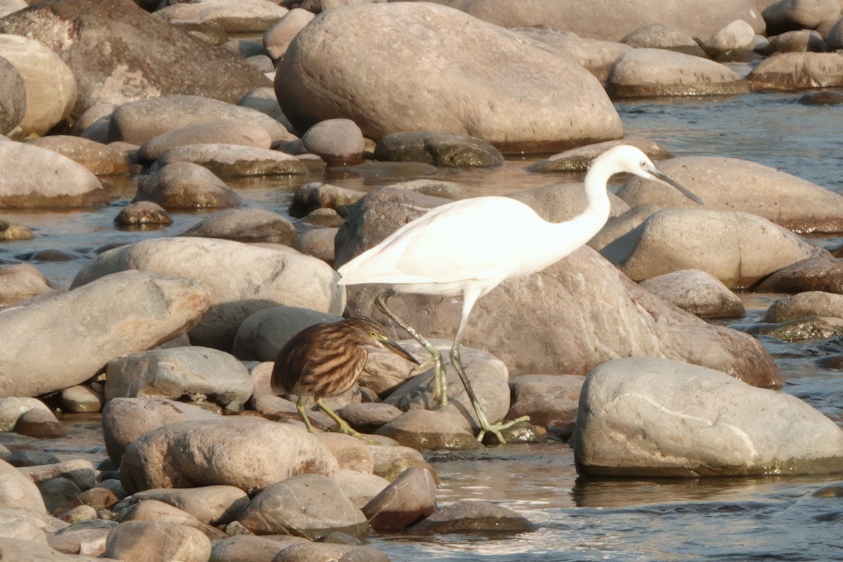 Indian Pond-Heron - ML646681530