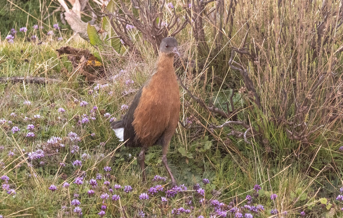 Rouget Yelvesi - ML646681532