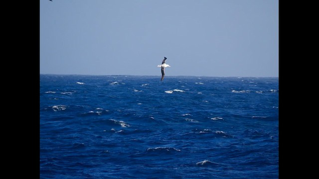 Albatros de las Antípodas - ML646681534