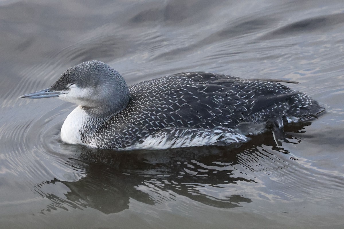 紅喉潛鳥 - ML646681535