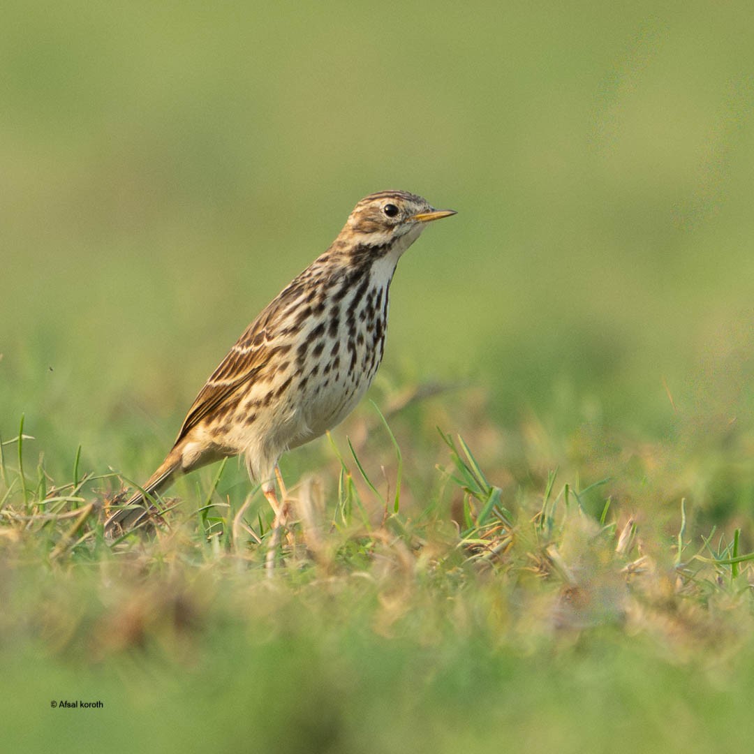 赤喉鷚 - ML646681538