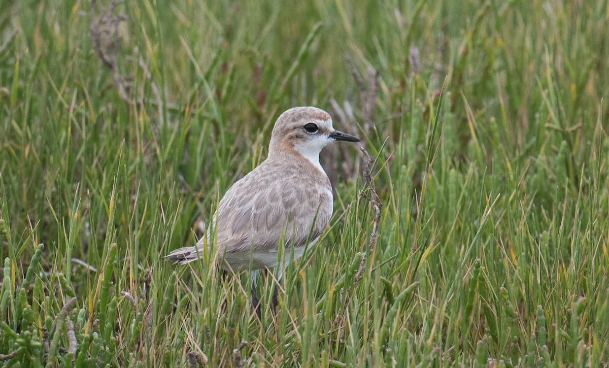 Red-capped Plover - ML646681541