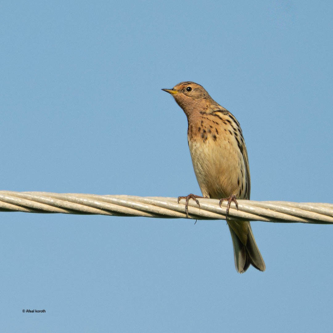 赤喉鷚 - ML646681543