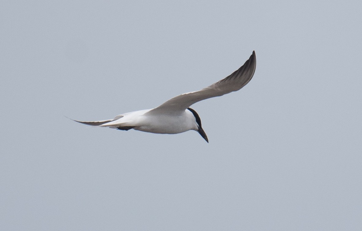 Australian Tern - ML646681545