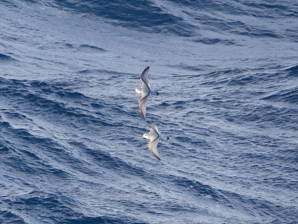 Antarctic Prion - ML646681546