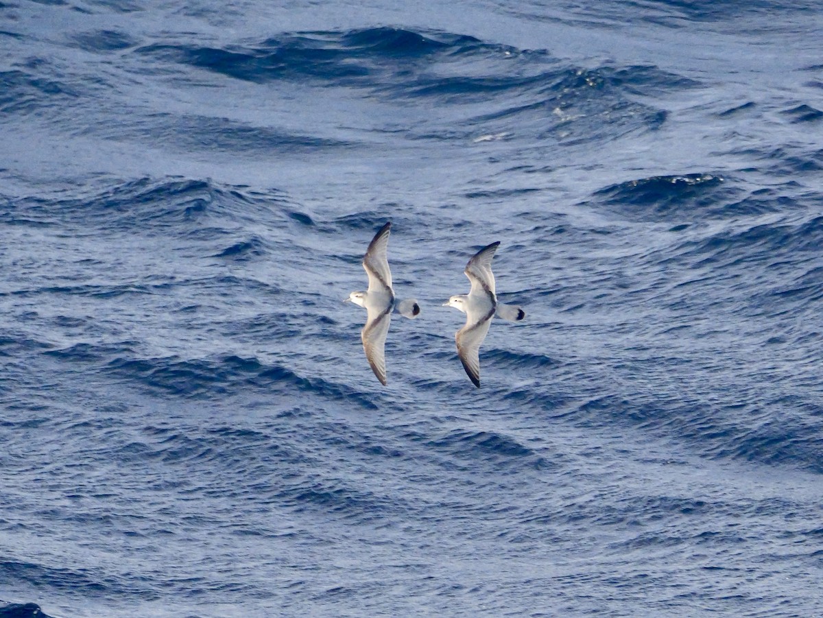 Antarctic Prion - ML646681547