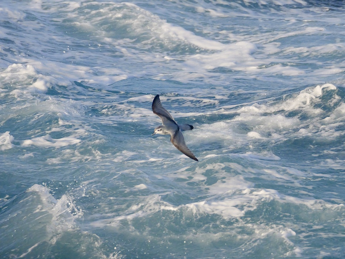 Antarctic Prion - ML646681548