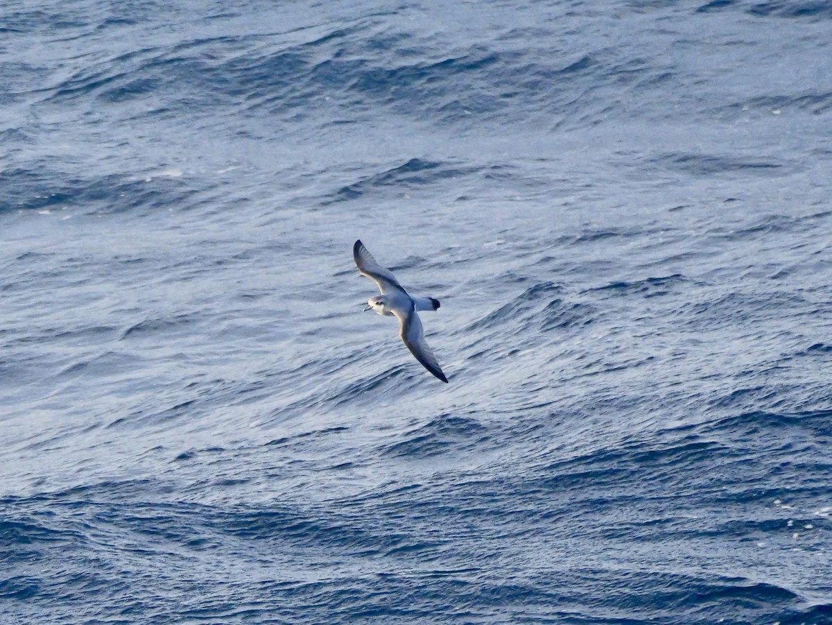Antarctic Prion - ML646681549
