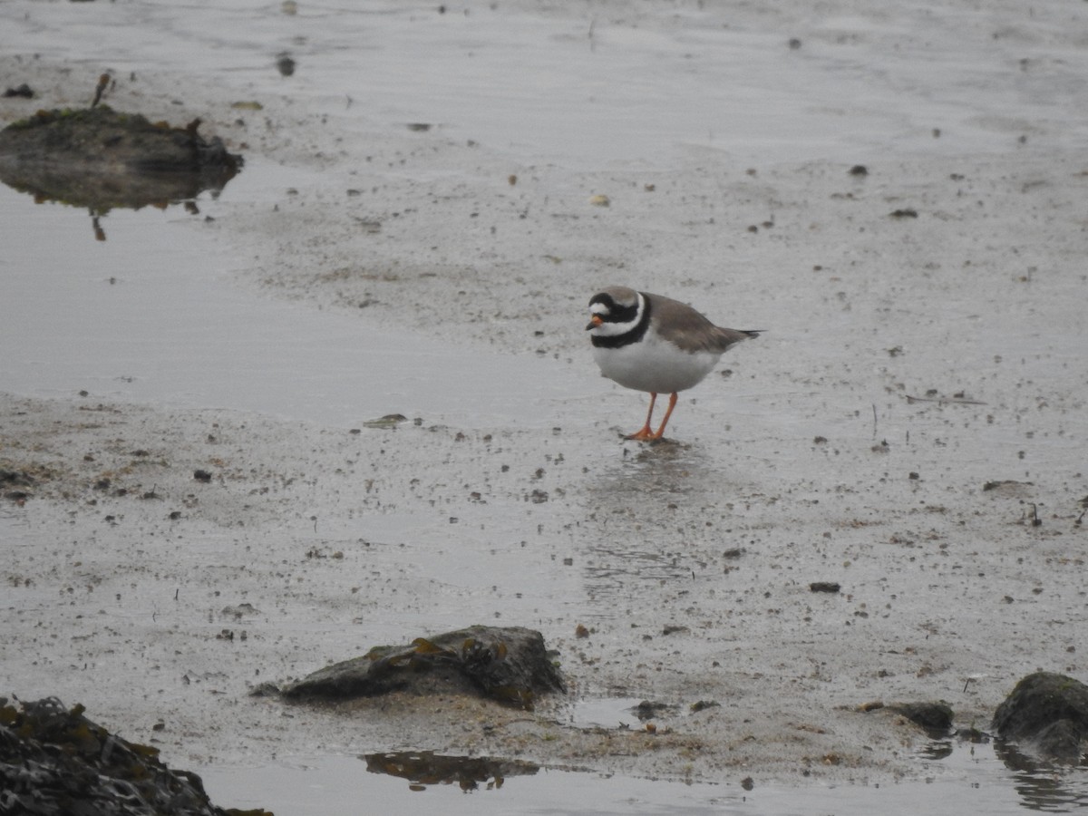 Common Ringed Plover - ML646681551