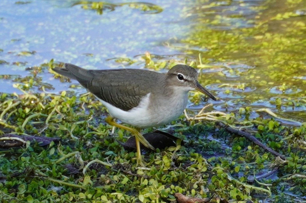 Spotted Sandpiper - ML646681552