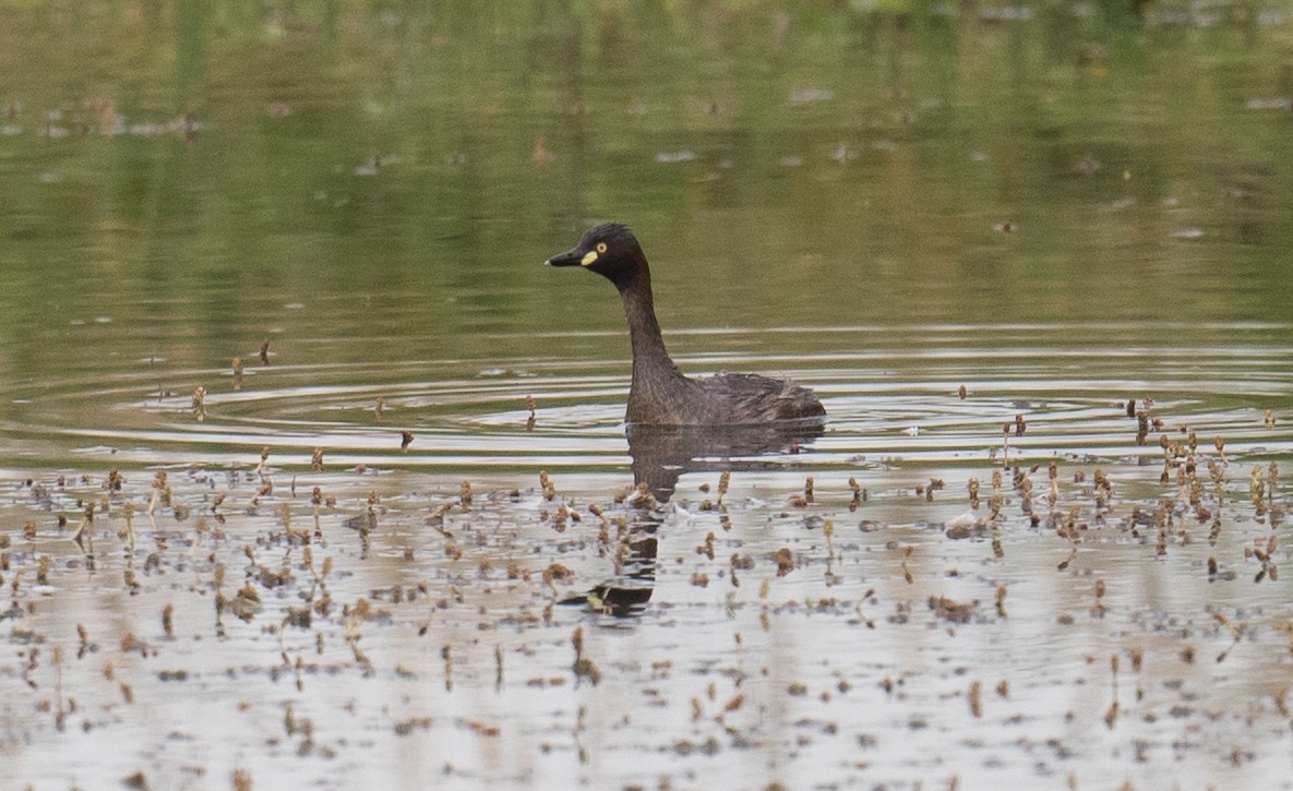 Australasian Grebe - ML646681553