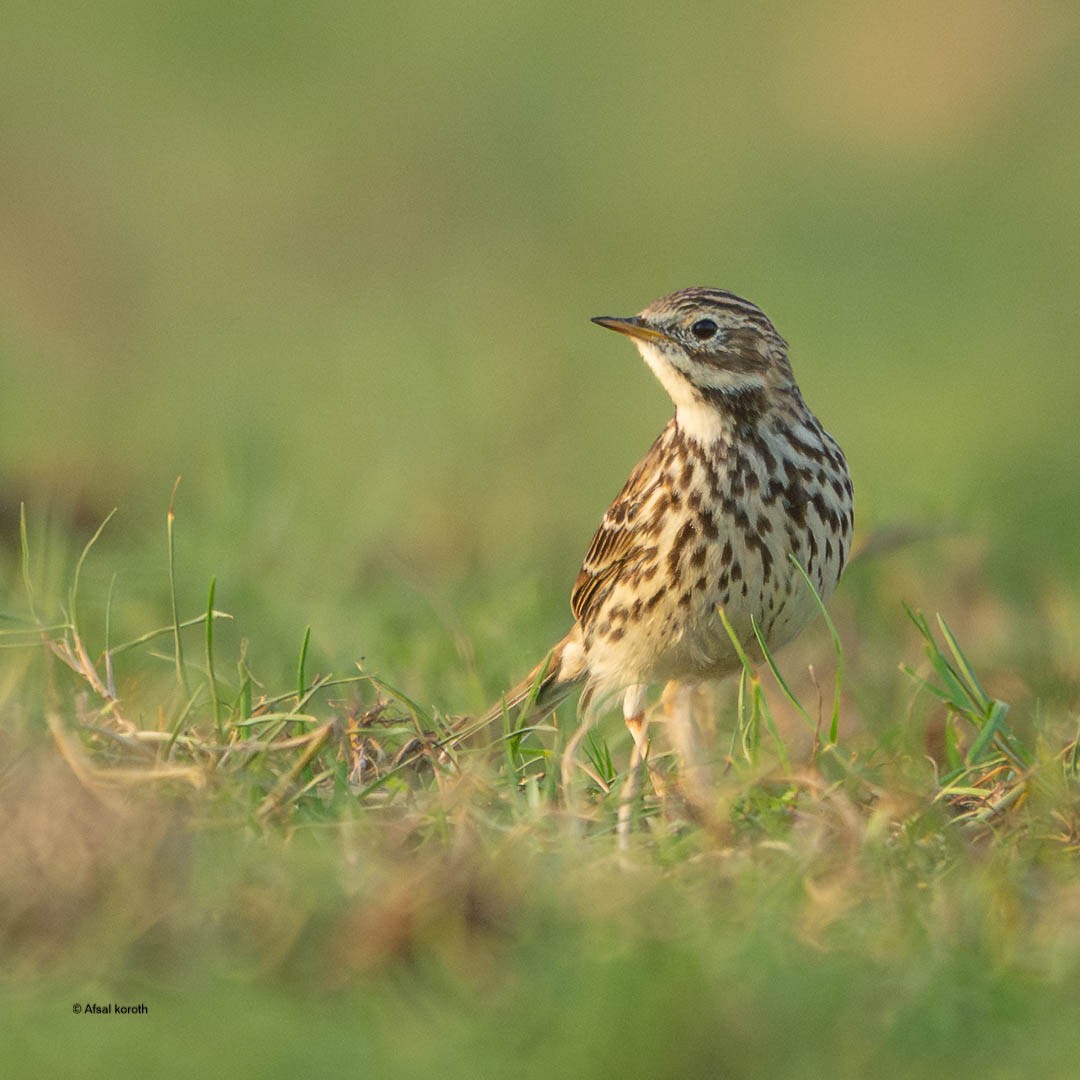 Red-throated Pipit - ML646681554