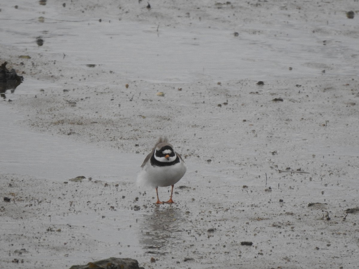 Common Ringed Plover - ML646681555