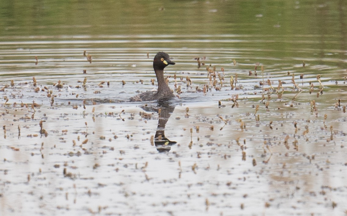 Australasian Grebe - ML646681556