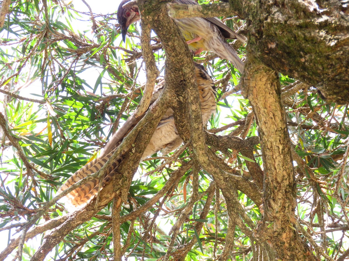 Pacific Koel - ML646681557