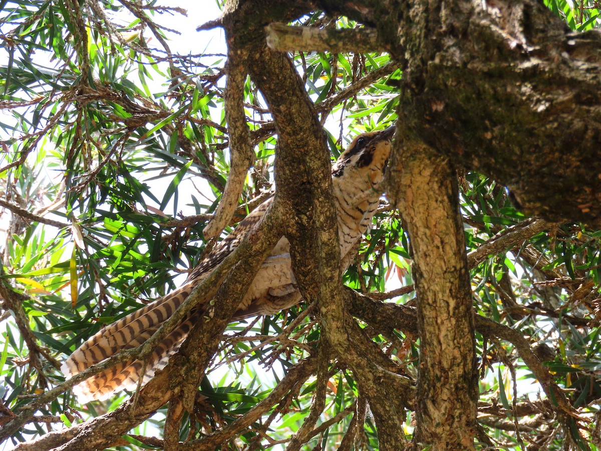 Pacific Koel - ML646681558