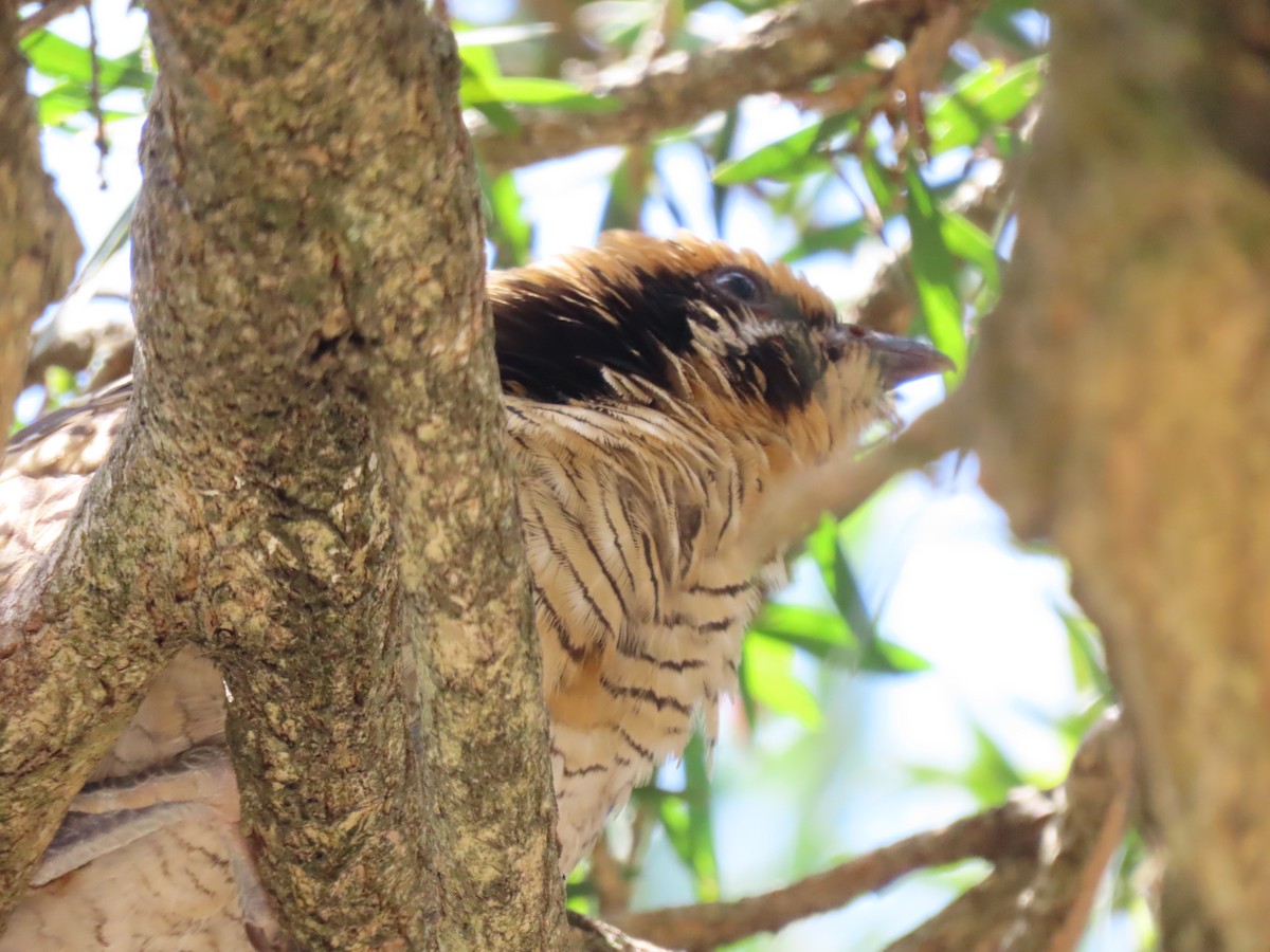 Pacific Koel - ML646681559