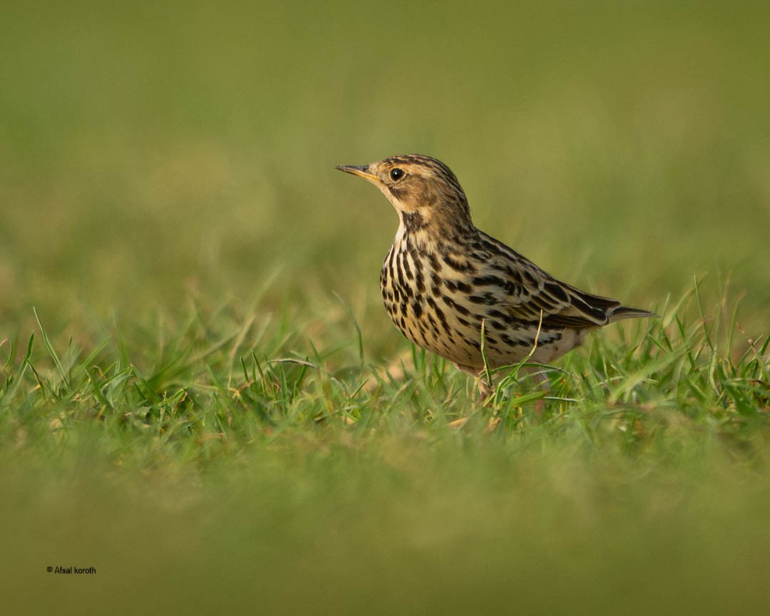 Red-throated Pipit - ML646681561