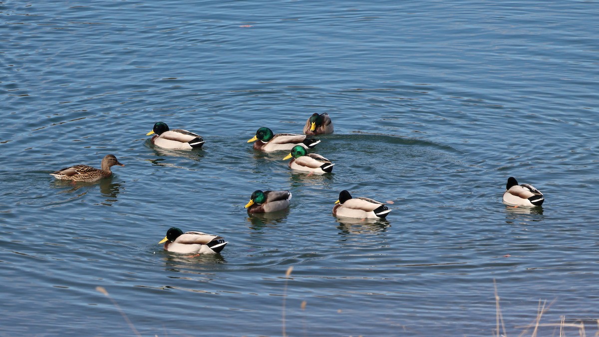 Mallard - ML646681562