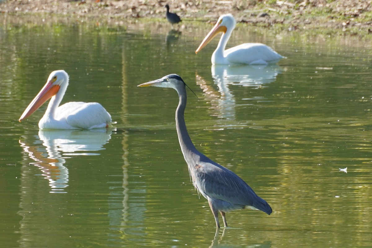 Great Blue Heron - ML646681563