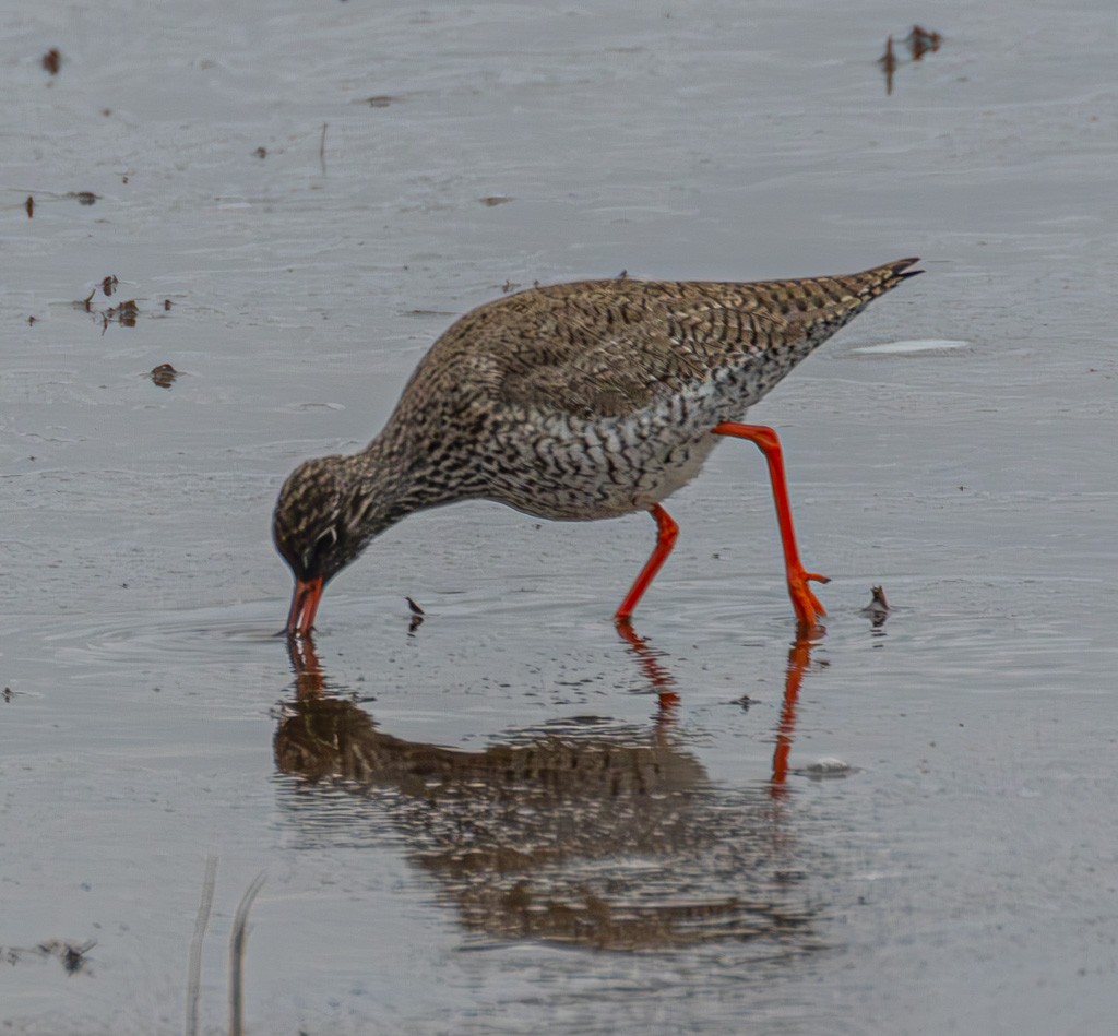 Common Redshank - ML646681564
