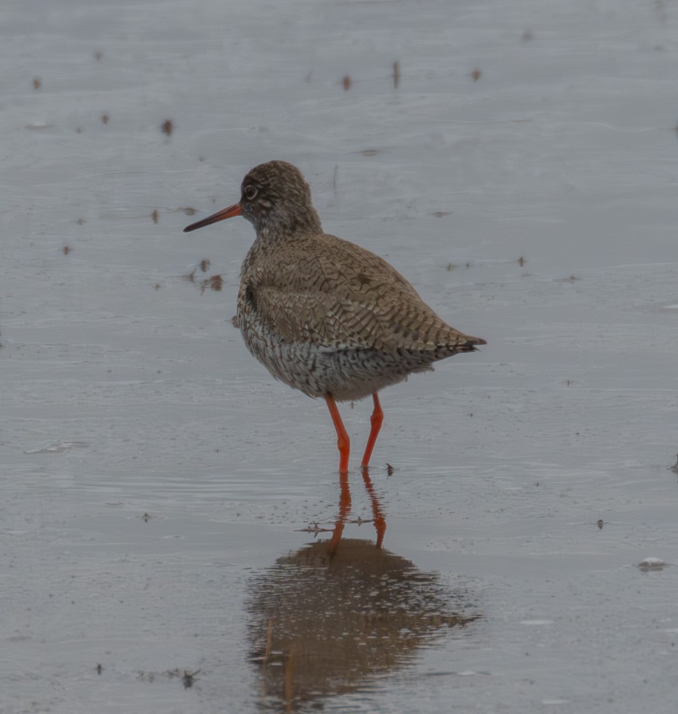 Common Redshank - ML646681565