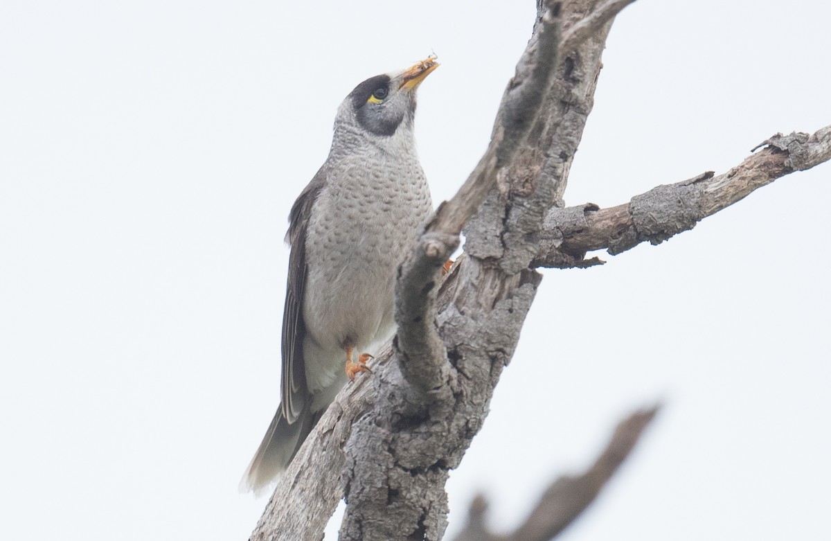 Noisy Miner - ML646681566