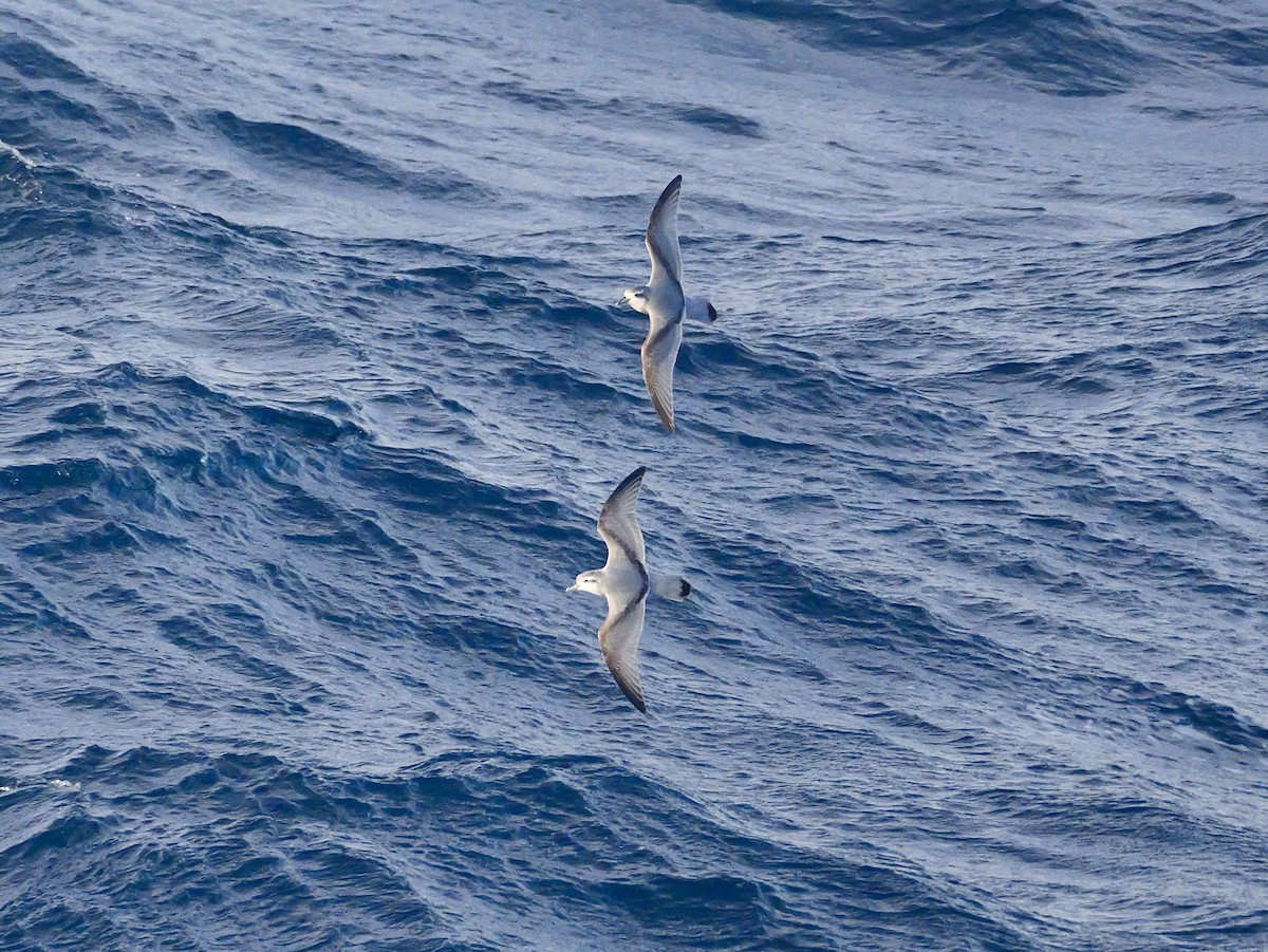 Antarctic Prion - ML646681570