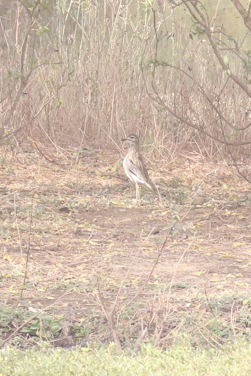 Senegal Thick-knee - ML646681571