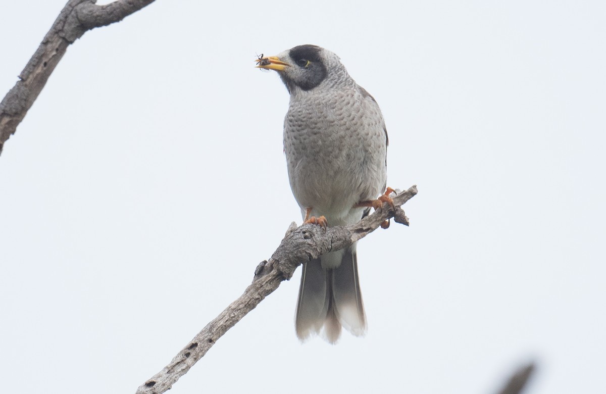 Noisy Miner - ML646681572