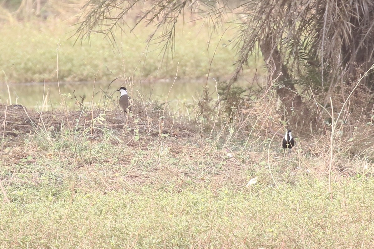 Spur-winged Lapwing - ML646681573