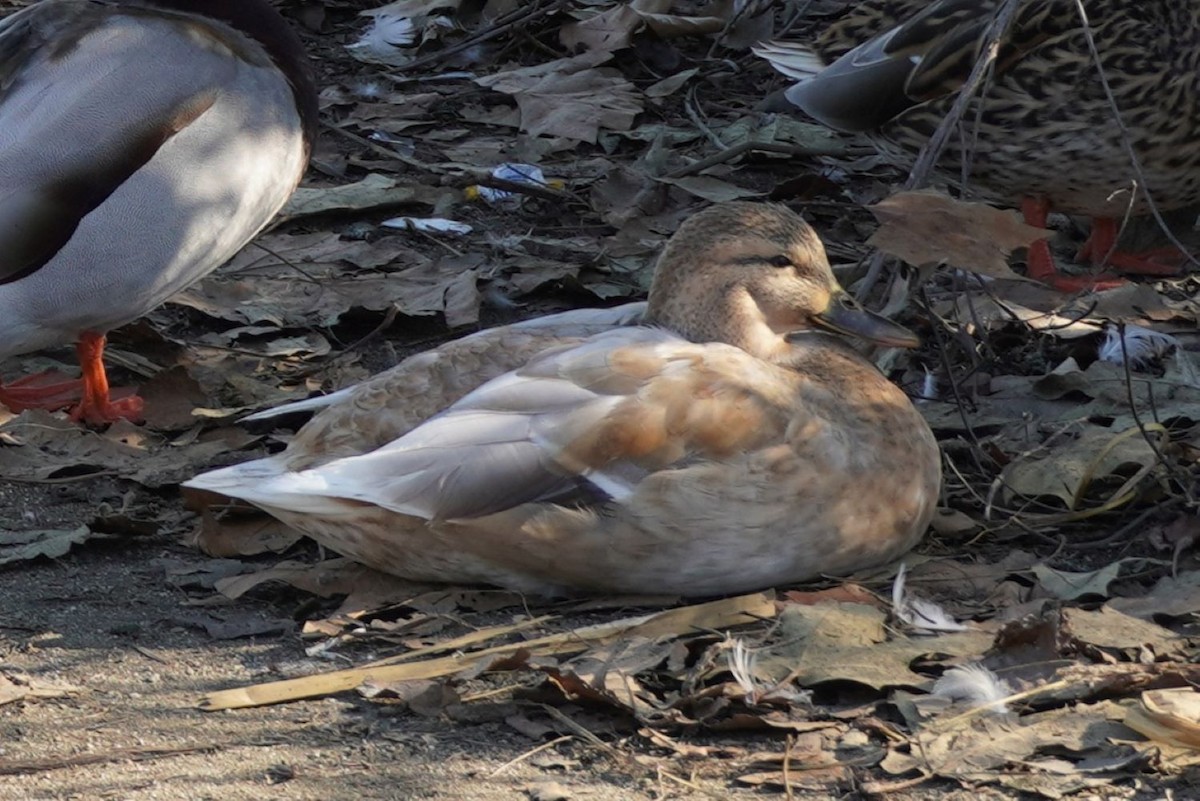 Mallard (Domestic type) - ML646681574