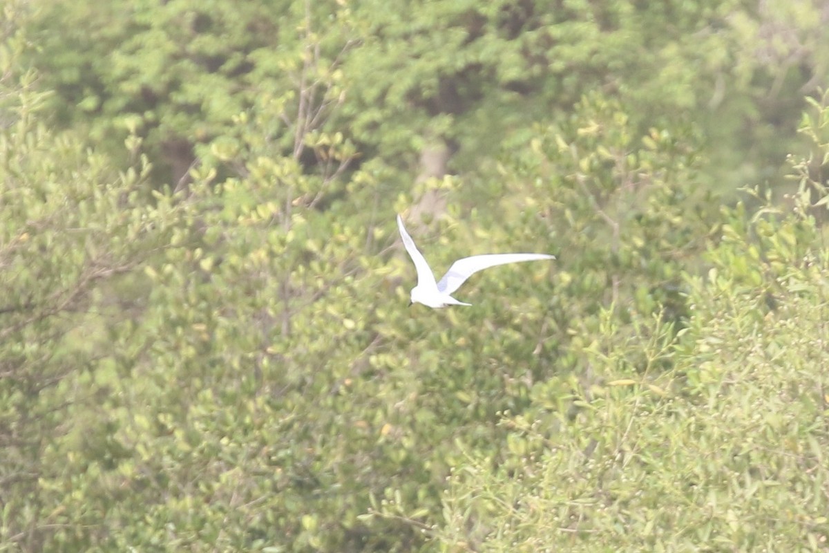 Gull-billed Tern - ML646681575