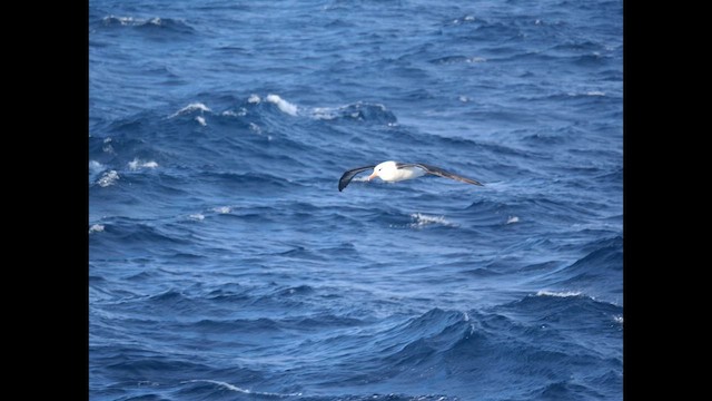 Kara Kaşlı Albatros (impavida) - ML646681576