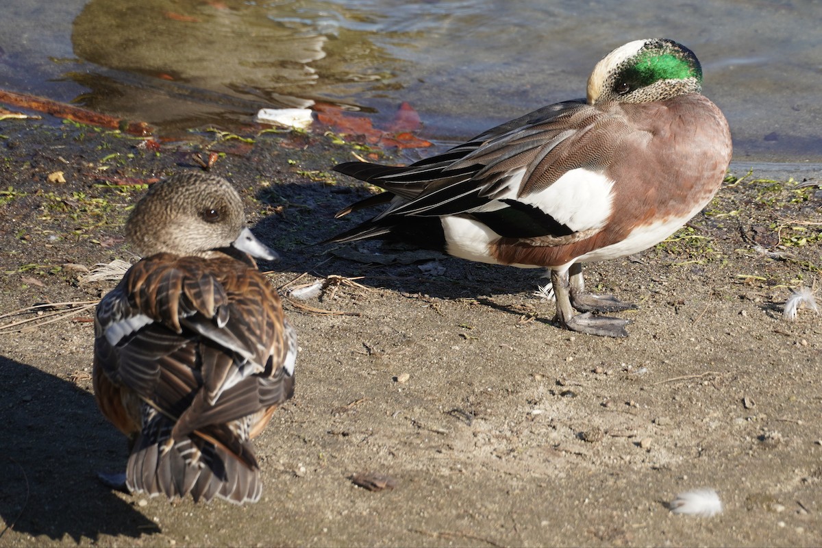 American Wigeon - ML646681584