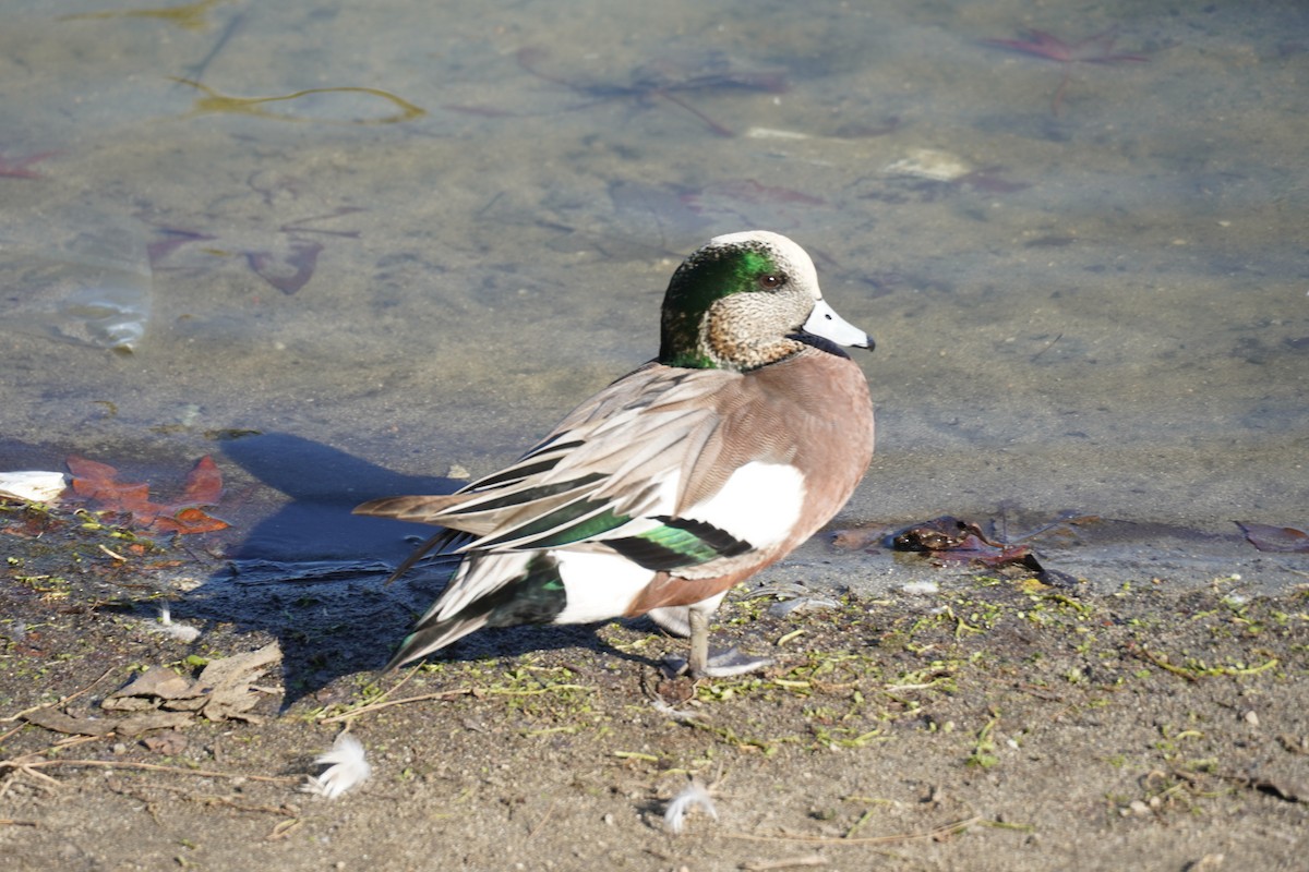 American Wigeon - ML646681585