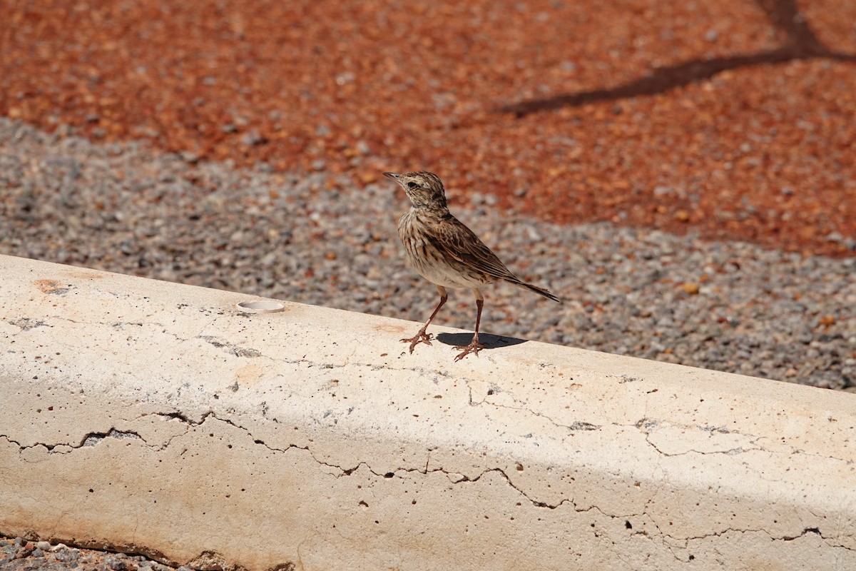Australian Pipit - ML646681587