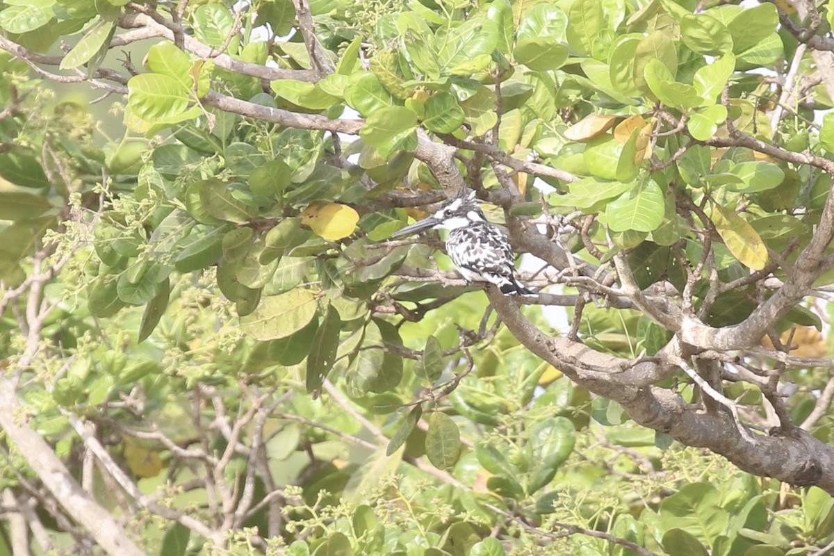 Alaca Yalıçapkını - ML646681588