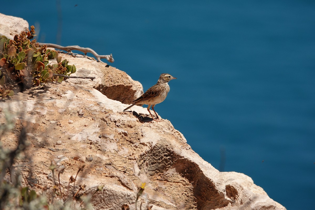 Australian Pipit - ML646681589