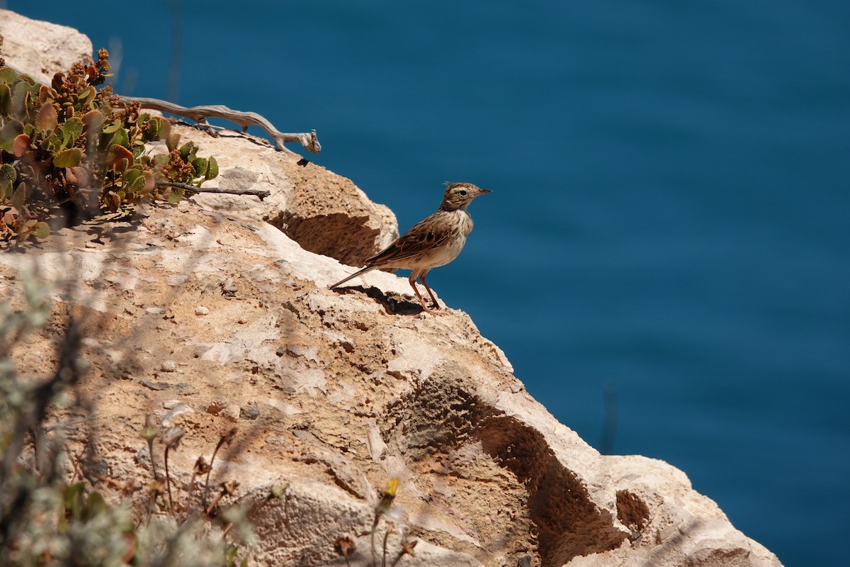 Australian Pipit - ML646681590