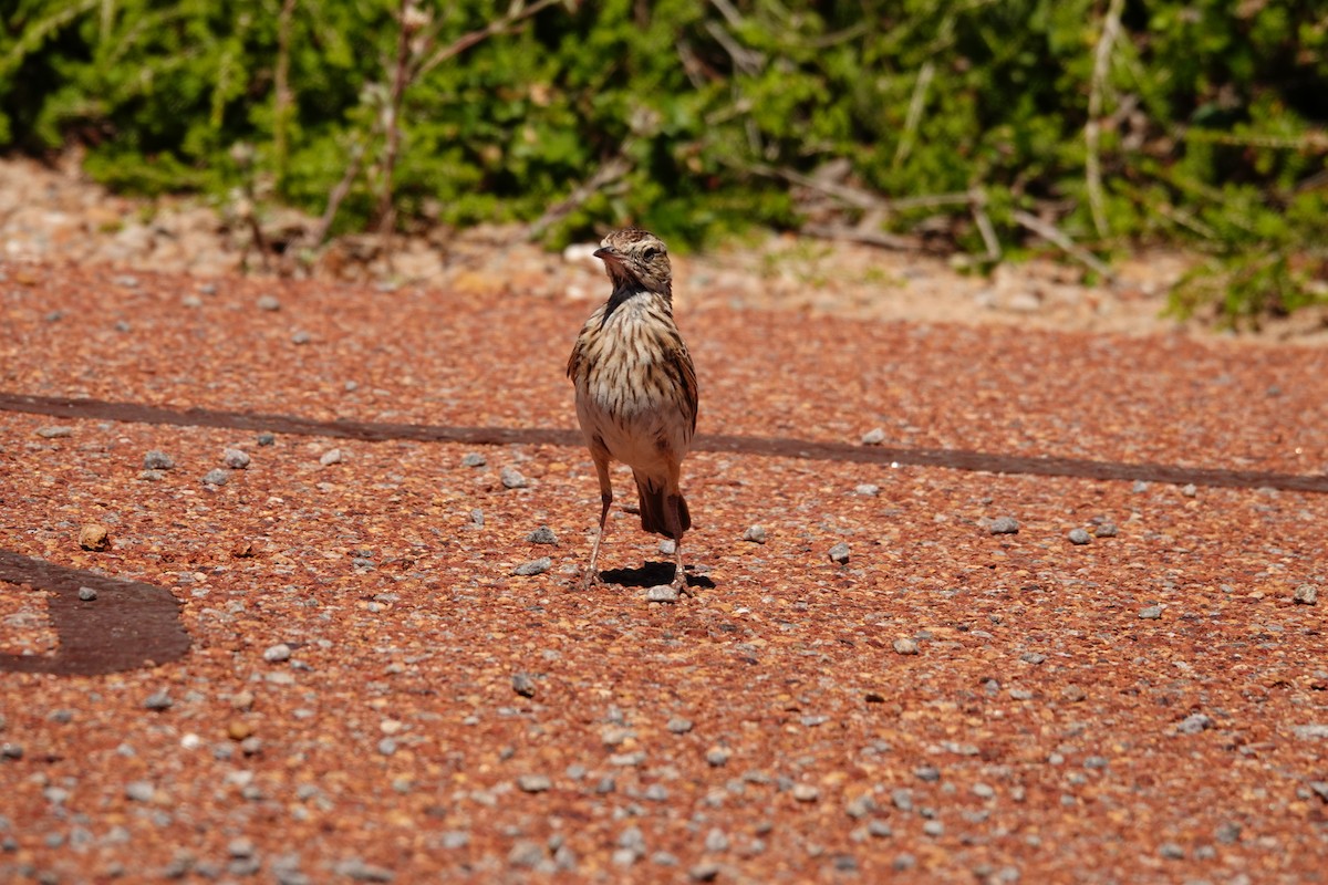 Australian Pipit - ML646681591