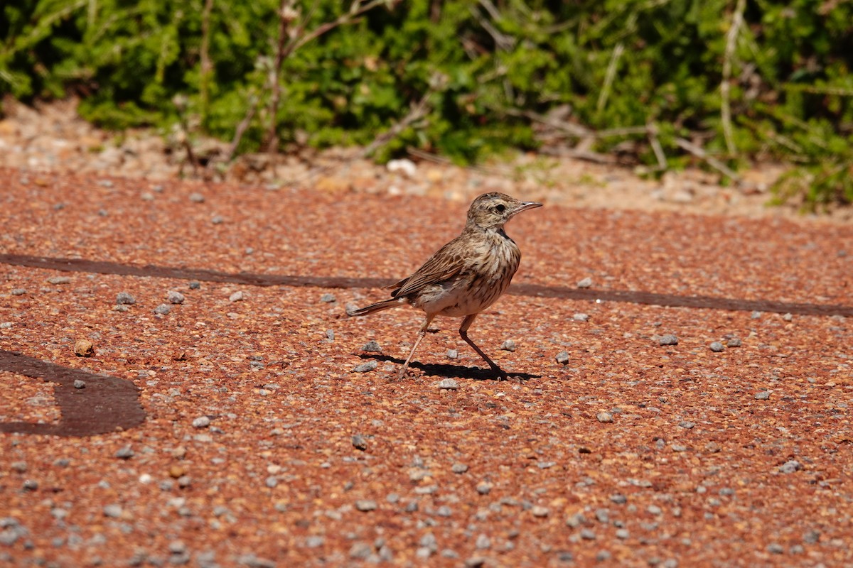 Australian Pipit - ML646681593