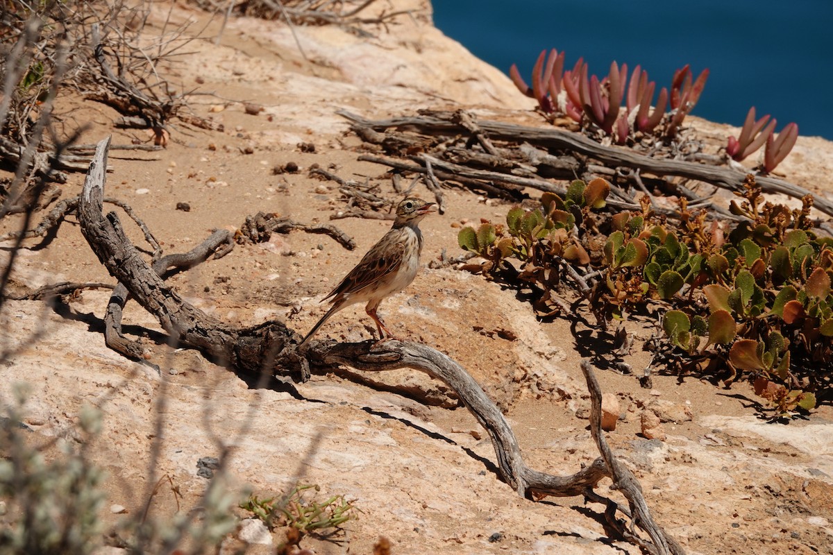 Australian Pipit - ML646681594